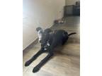 Adopt Wick a Black Labrador Retriever / German Shepherd Dog / Mixed dog in Fort