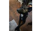 Adopt Xena X a German Shepherd Dog / Mixed dog in Sealy, TX (41211065)