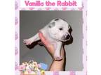 Adopt VANILLA THE RABBIT a White - with Black Shepherd (Unknown Type) /