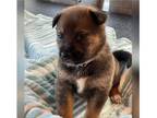 Adopt ARIEL a Black - with Tan, Yellow or Fawn German Shepherd Dog dog in Ogden
