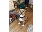 Adopt King a Brown/Chocolate - with White American Pit Bull Terrier / Mixed dog