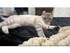 Adopt Panther a White (Mostly) Domestic Shorthair / Mixed (short coat) cat in