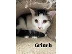 Adopt Grinch a Black (Mostly) Domestic Shorthair / Mixed (short coat) cat in