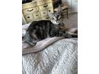 Adopt Eggnog a All Black Domestic Shorthair / Mixed (short coat) cat in Orlando