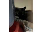 Adopt Wessie a All Black Domestic Shorthair / Domestic Shorthair / Mixed cat in