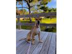 Adopt Lacey a Tan/Yellow/Fawn - with White Black Mouth Cur / Mixed dog in Palm