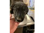 Adopt 55778351 a Black Australian Shepherd / Labrador Retriever / Mixed dog in