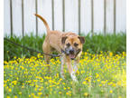 Adopt Whiskey a Brown/Chocolate German Shepherd Dog / Mixed Breed (Medium) /