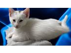 Adopt Ghost a White Domestic Shorthair (short coat) cat in Delray Beach