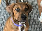 Adopt Silky a Boxer / Doberman Pinscher dog in Denver, CO (40846703)