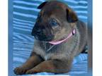 Adopt MOANA a Black - with Tan, Yellow or Fawn German Shepherd Dog dog in Bend