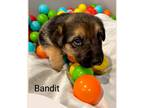 Adopt CHILI a Black - with Tan, Yellow or Fawn German Shepherd Dog dog in Bend