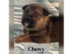 Adopt CHEWY a Tan/Yellow/Fawn - with Black German Shepherd Dog dog in Ogden