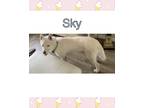 Adopt SKY a White Siberian Husky / Mixed dog in Ogden, UT (41291247)