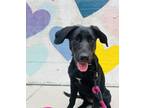 Adopt Remi a Black Labrador Retriever / German Shepherd Dog dog in Raleigh