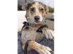 Adopt Lillie a Australian Cattle Dog / Mixed dog in Chantilly, VA (41274614)