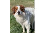 Adopt Ozzy a White Great Pyrenees / Mixed dog in Elkhorn, WI (41237864)