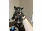 Adopt Penelopy a All Black Domestic Shorthair / Domestic Shorthair / Mixed cat