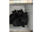 Adopt Vixen a All Black Domestic Mediumhair / Domestic Shorthair / Mixed cat in