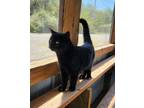 Adopt River a All Black Domestic Shorthair / Domestic Shorthair / Mixed cat in