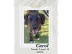 Adopt Carol a Brindle - with White Plott Hound / Mountain Cur dog in Lukeville