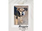 Adopt Reggie a Black - with Brown, Red, Golden, Orange or Chestnut Shepherd