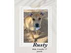 Adopt Rusty a Brown/Chocolate - with White Carolina Dog / Cattle Dog dog in