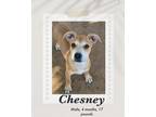 Adopt Chesney a Brown/Chocolate - with White Carolina Dog / Shepherd (Unknown
