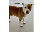 Adopt Lucius a Brown/Chocolate - with White Mixed Breed (Medium) / Mixed dog in