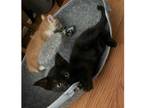 Adopt DOBBY a All Black Domestic Shorthair / Mixed (long coat) cat in Spokane