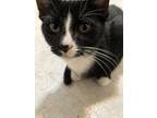 Adopt Salem a Black & White or Tuxedo American Shorthair / Mixed (short coat)