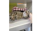 Adopt Little Pharoah 1765 a Domestic Shorthair / Mixed cat in Dallas