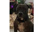 Adopt Carl a Brindle Terrier (Unknown Type, Medium) / Mixed dog in Port St