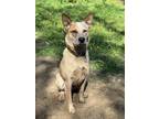 Adopt Casper a Red/Golden/Orange/Chestnut - with White Australian Cattle Dog /