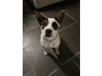 Adopt Dottie a White - with Black Rat Terrier / Australian Cattle Dog / Mixed