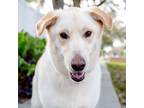 Adopt Koa a Golden Retriever / Mixed dog in St. Petersburg, FL (41290735)