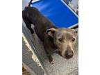 Adopt Starsky a White - with Gray or Silver Pit Bull Terrier / Mixed dog in