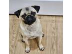 Adopt Tacoma a Tan/Yellow/Fawn - with Black Pug / Mixed dog in Grapevine