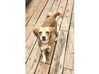 Adopt Peaches a Tan/Yellow/Fawn - with White Beagle / Mixed dog in Gordonsville