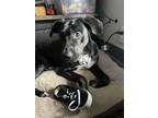 Adopt Max a Black Labrador Retriever / Great Dane / Mixed dog in Denison
