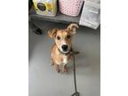 Adopt Rusty a Red/Golden/Orange/Chestnut Mixed Breed (Large) / Mixed dog in