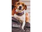 Adopt Riley a White Jack Russell Terrier / Mixed Breed (Medium) / Mixed (short