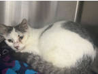 Adopt Chompette a White Domestic Shorthair / Domestic Shorthair / Mixed cat in