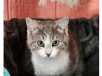Adopt Alfie a White Domestic Shorthair / Domestic Shorthair / Mixed cat in Point