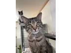 Adopt Arnold a Brown or Chocolate Domestic Shorthair / Domestic Shorthair /