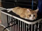 Adopt Sundae a Orange or Red (Mostly) American Shorthair / Mixed (short coat)
