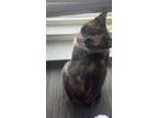 Adopt Camila a Calico or Dilute Calico Calico / Mixed (short coat) cat in