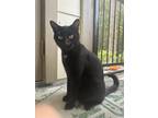 Adopt Zen a Black & White or Tuxedo Bombay / Mixed (short coat) cat in Tampa