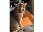 Adopt Lucy (Bonded pair with Linus) a Gray, Blue or Silver Tabby American