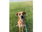 Adopt Lana a Tan/Yellow/Fawn Black Mouth Cur / Mixed dog in Oceanside